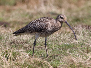 Eurasian curlew / Storspov / Numenius arquata