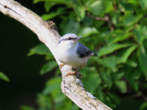 Eurasian nuthatch or wood nuthatch / Nötväcka / Sitta europaea