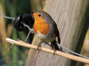 European robin / Rödhake / Erithacus rubecula