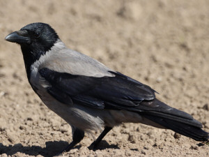 Hooded crow / Kråka / Corvus cornix