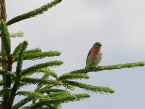 Common linnet / Hämpling / Linaria cannabina