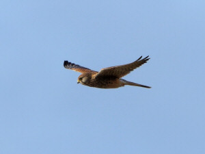 Common kestrel / Tornfalk / Falco tinnunculus