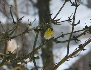 Eurasian siskin / Grönsiska / Spinus spinus