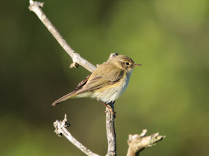 Willow warbler / Lövsångare / Phylloscopus trochilus