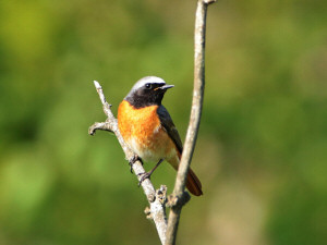 Common redstart / Rödstjärt / Phoenicurus phoenicurus