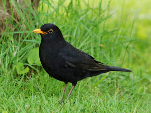 Common blackbird / Koltrast / Turdus merula