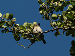 Thrush nightingale / Näktergal / Luscinia luscinia