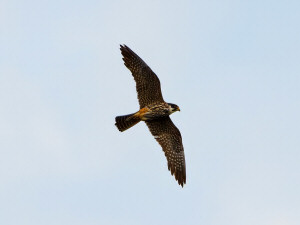 Eurasian hobby / Lärkfalk / Falco subbuteo