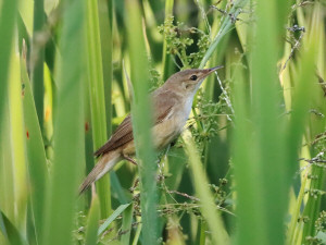 Eurasian reed warbler / Rörsångare / Acrocephalus scirpaceus