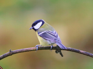 Great tit / Talgoxe / Parus major