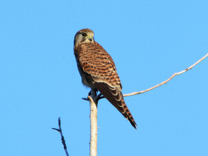 Common kestrel / Tornfalk / Falco tinnunculus