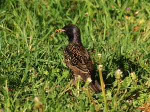 Common starling / Stare / Sturnus vulgaris 