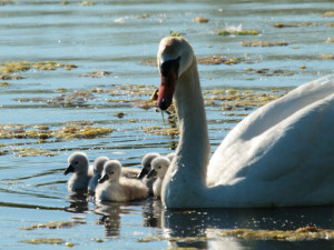 Mute swan / Knölsvan / Cygnus olor 