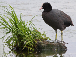 Eurasian coot / Sothöna / Fulica atra