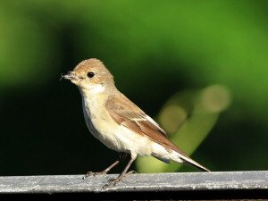 European pied flycatcher / Svartvit Flugsnappare / Ficedula hypoleuca