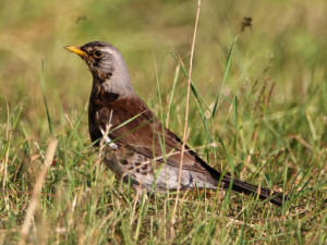 Fieldfare / Björktrast / Turdus pilaris