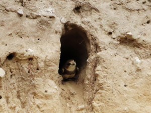 Sand Martin / Backsvala / Riparia riparia