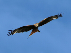 Red kite / Röd Glada / Milvus milvus