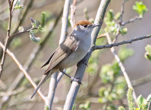 Eurasian blackcap / Svarthätta / Sylvia atricapilla