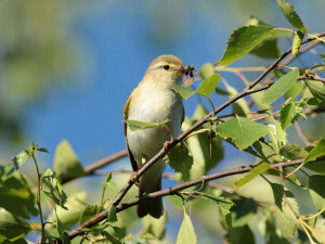 Wood warbler / Grönsångare / Phylloscopus sibilatrix