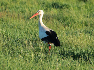 White stork / Vit Stork / Ciconia ciconia 