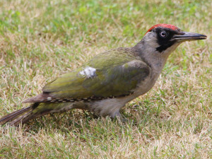 European green woodpecker / Gröngöling / Picus viridis