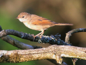 Common whitethroat / Törnsångare / Sylvia communis