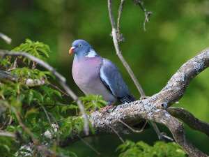 Common wood pigeon / Ringduva / Columba palumbus