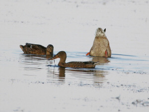 Northern shoveler / Skedand / Spatula clypeata