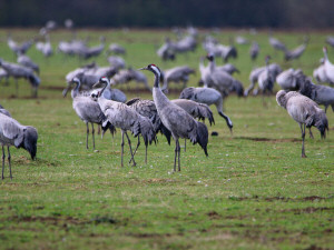 Common Crane / Trana / Grus grus