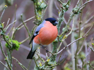 Eurasian bullfinch / Domherre / Pyrrhula pyrrhula