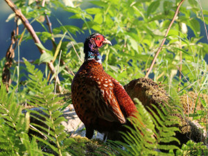 Common Pheasant / Fasan / Phasianus colchicus