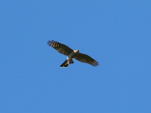 Eurasian goshawk / Duvhök / Astur gentilis