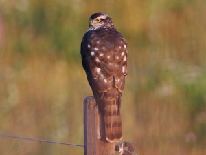 Merlin / Stenfalk / Falco columbarius