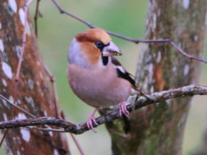 Hawfinch / Stenknäck / Coccothraustes coccothraustes