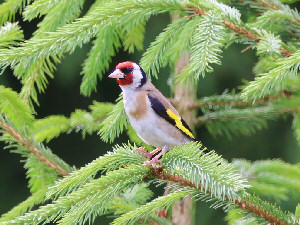 European goldfinch / Steglits / Carduelis carduelis