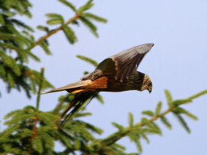 Western marsh harrier / Brun kärrhök / Circus aeruginosus