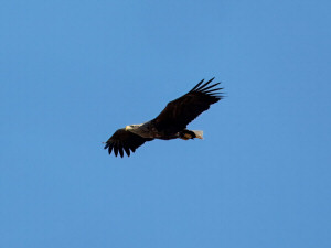 White-tailed eagle / Havsörn / Haliaeetus albicilla