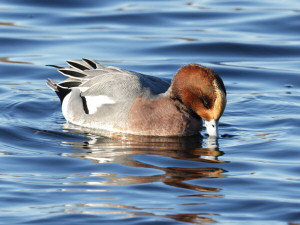 Eurasian wigeon / Bläsand / Mareca penelope