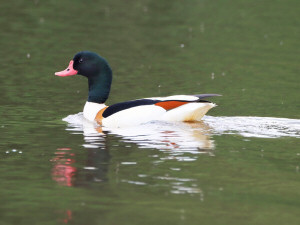 Common shelduck / Gravand / Tadorna tadorna