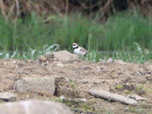 Little ringed plover / Mindre strandpipare / Charadrius dubius