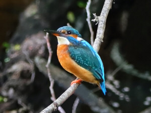 Common kingfisher / Kungsfiskare / Alcedo atthis