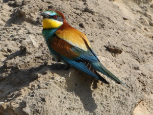 European bee-eater / Biätare / Merops apiaster