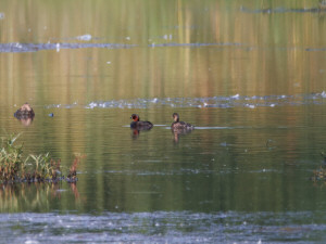 Little grebe / Smådopping / Tachybaptus ruficollis