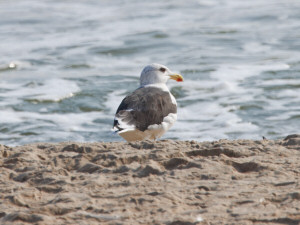 Great Black-backed Gull / Havstrut / Larus marinus