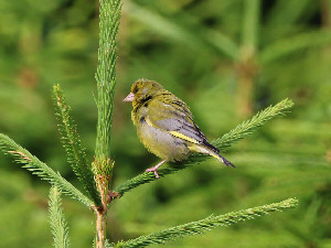 European greenfinch / Grönfink / Chloris chloris