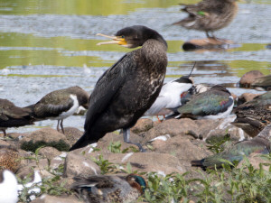 Great Cormorant / Storskarv / Phalacrocorax carbo