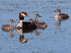 Great Crested Grebe / Skäggdopping / Podiceps cristatus