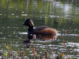 Black-necked grebe / Svarthalsad dopping / Podiceps nigricollis