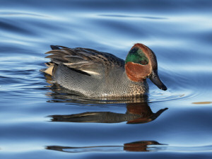 Eurasian teal / Kricka / Anas crecca